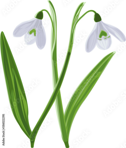 Vector illustration of two shoots of early first spring flowers snowdrops.  Gal  nthus niv  lis vector graphic on transparent background. Illustration of two flowers snowdrops in vector. 