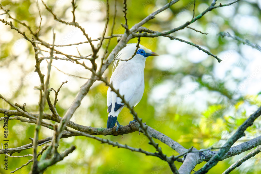 Bali Starling (Jalak Bali), Leucopsar rothschildi. Bali starling is faced extinction and now only there are 400 of them in the world. Bali Starling (Jalak Bali), Leucopsar rothschildi. Bali starling is faced extinction and now only there are 400 of them in the world.