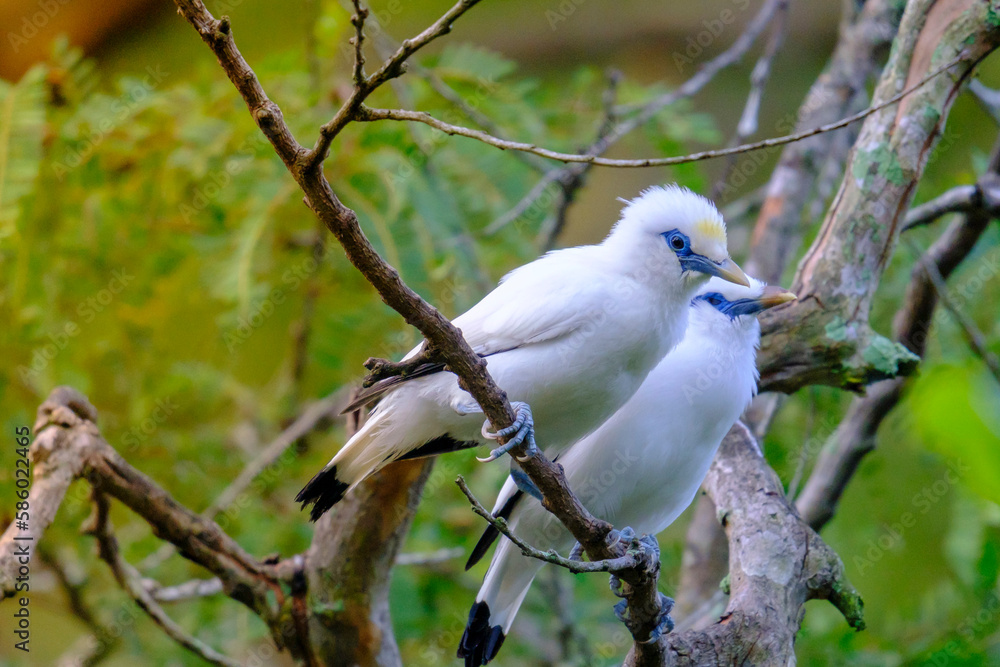 Bali Starling (Jalak Bali), Leucopsar rothschildi. Bali starling is faced extinction and now only there are 400 of them in the world. Bali Starling (Jalak Bali), Leucopsar rothschildi. Bali starling is faced extinction and now only there are 400 of them in the world.