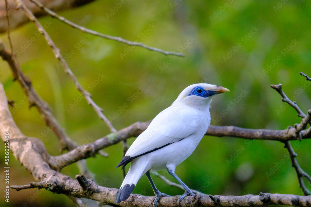 Bali Starling (Jalak Bali), Leucopsar rothschildi. Bali starling is faced extinction and now only there are 400 of them in the world. Bali Starling (Jalak Bali), Leucopsar rothschildi. Bali starling is faced extinction and now only there are 400 of them in the world.