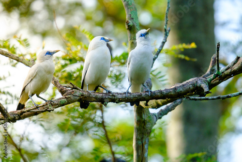 Bali Starling (Jalak Bali), Leucopsar rothschildi. Bali starling is faced extinction and now only there are 400 of them in the world. 