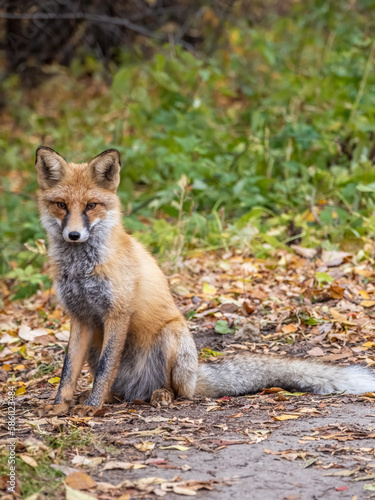 Close up of a red fox Vulpes vulpes, sitting on a path in the forest. © Dmitrii Potashkin