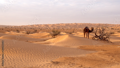 Caravan camel in the Sahara at sunrise  outside of Douz  Tunisia