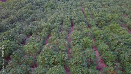 Drone flying over a cassava plantation during sunset, Drone flies over green agriculture cassava plantation, Beautiful summer landscape of a cassava plantation, Top view to the green farm cassava.