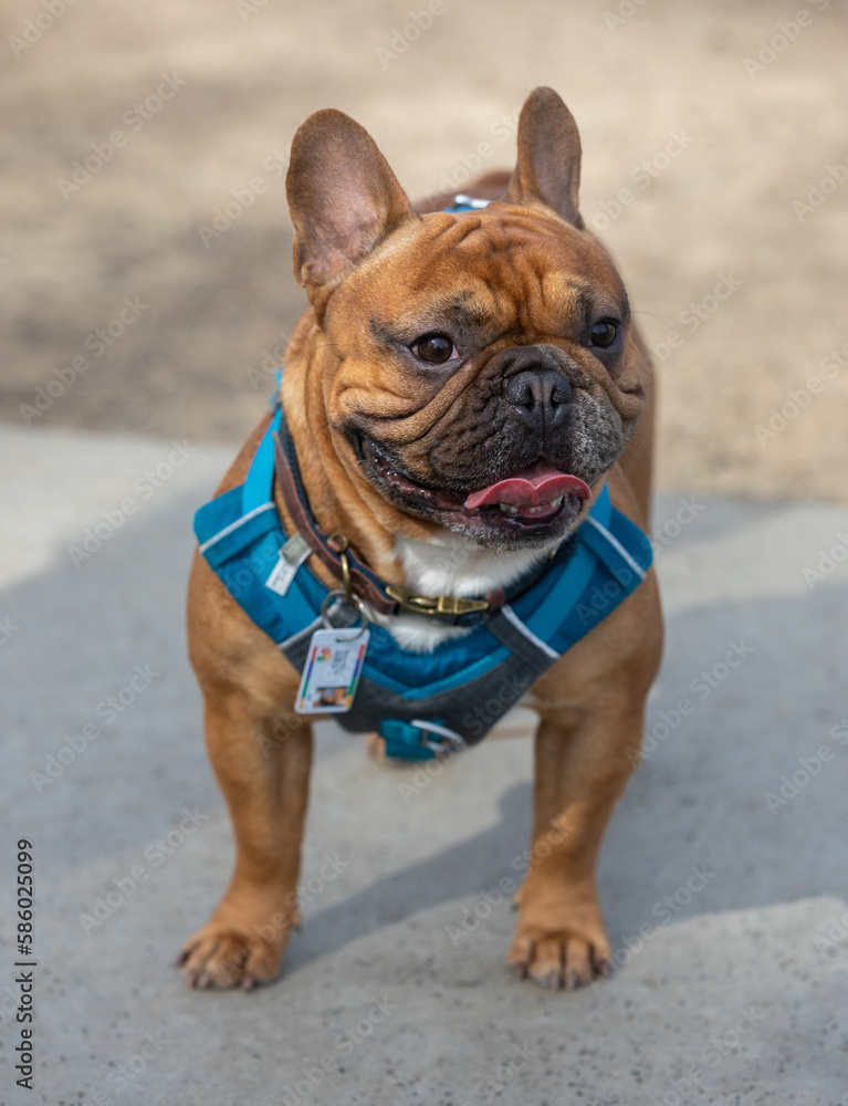 1-Year-Old Red Fawn Male Frenchie Standing and Looking Away. Off-leash dog park in Northern California.