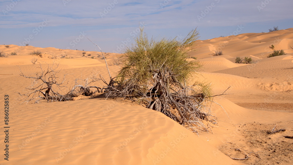 Scrubby bush among the sand dunes in the Sahara, outside of Douz, Tunisia