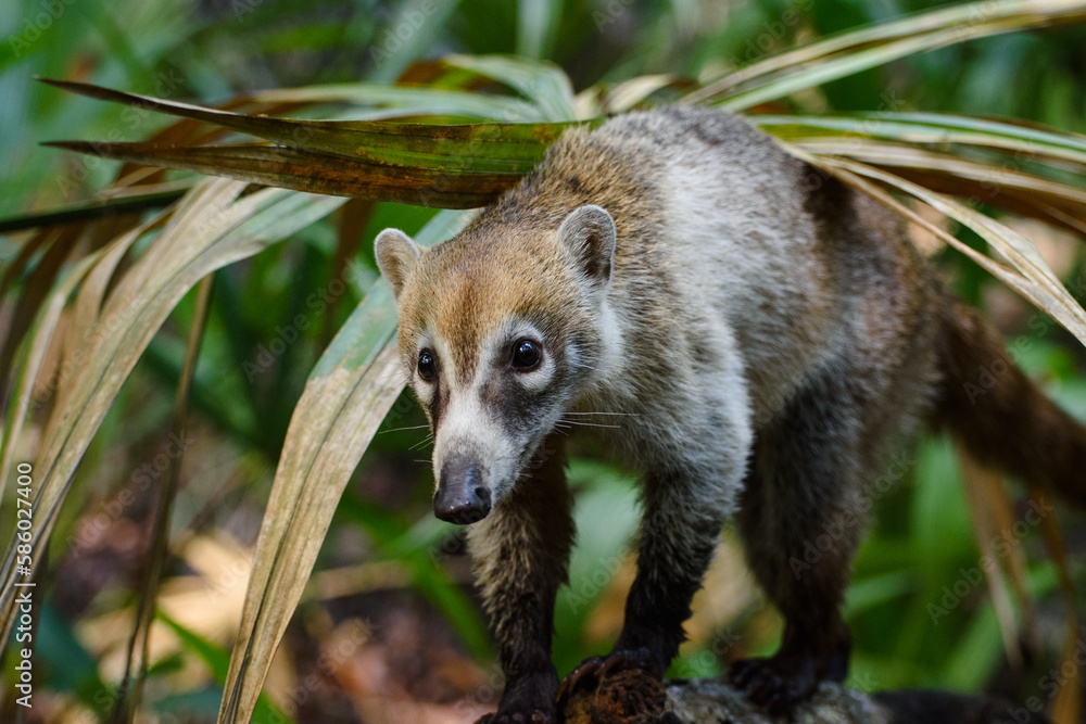 Obraz premium Coatí nariz blanca