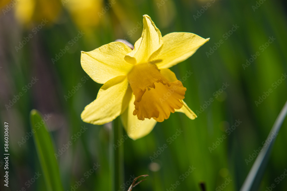 Narcissus, yellow flower on a blurred green background. Narcissus, yellow flower on a blurred green background.