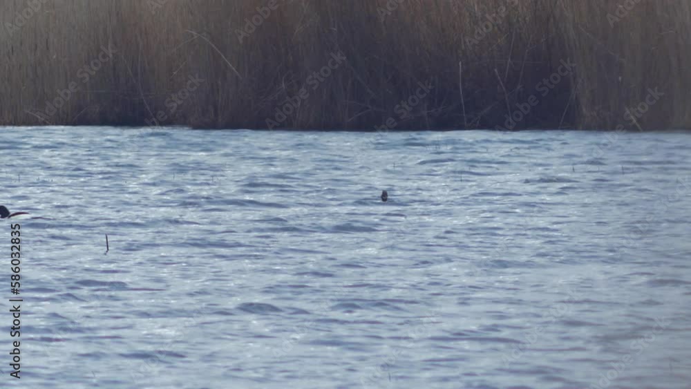 Flock of Common Merganser (Mergus merganser) swimming in the lake Pape (Latvia), beautiful goosanders swimming in the water, small waves, dry reeds in the background, overcast day, distant medium shot Flock of Common Merganser (Mergus merganser) swimming in the lake Pape (Latvia), beautiful goosanders swimming in the water, small waves, dry reeds in the background, overcast day, distant medium shot