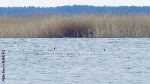 Male Common Merganser (Mergus merganser) swimming in the lake Pape (Latvia), beautiful goosanders swimming in the water, small waves, dry reeds in the background, overcast day, medium distant shot photo