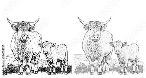 Highland Cow Greyscale and Linear