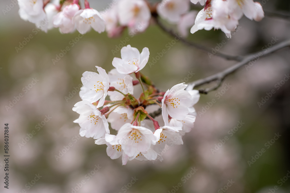 満開の桜が咲いた