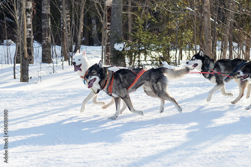 A group of sled dogs run along a snow-covered path in the forest.