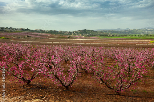 Peach trees bloom near the metula in Israel, in the distance the border fence and Lebanon