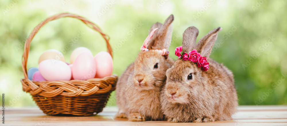 Easter bunny and Easter eggs on green grass outdoor, Cute rabbit sitting on green field spring meadow, Easter bunny hunt for festival on grass, Easter - Cute Bunny In Sunny Garden With Decorated Eggs Easter bunny and Easter eggs on green grass outdoor, Cute rabbit sitting on green field spring meadow, Easter bunny hunt for festival on grass, Easter - Cute Bunny In Sunny Garden With Decorated Eggs