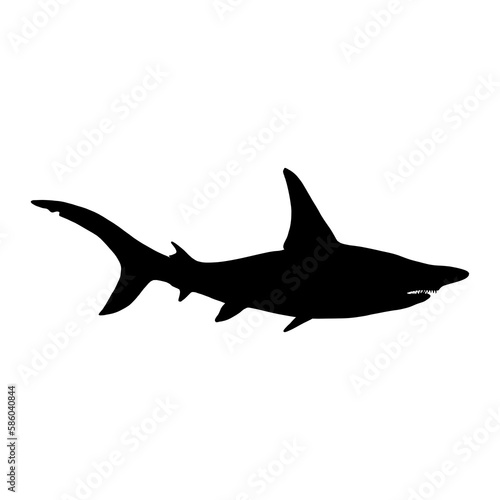 Hammerhead shark vector 5