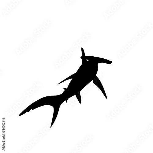 Hammerhead shark  vector 6