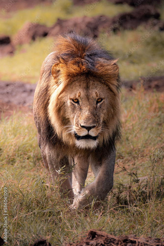Close up of a wild majestic male lion with big mane, simba, walking in the savannah in the Serengeti National Park, Tanzania, Africa
Close up of a wild majestic male lion with big mane, simba, walking in the savannah in the Serengeti National Park, Tanzania, Africa