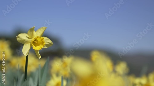 수선화꽃밭 daffodil nature slow 풍경