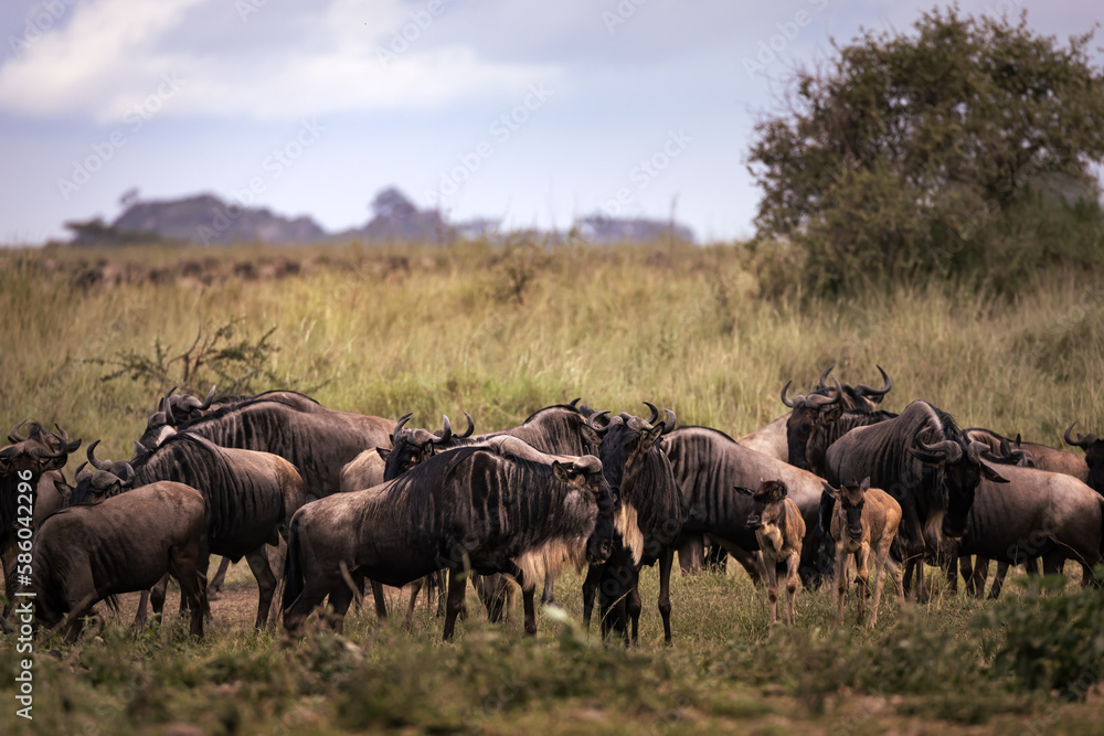 A herd of wild wildebeest, gnus, in the savannah in the Serengeti National Park, Tanzania, Africa
A herd of wild wildebeest, gnus, in the savannah in the Serengeti National Park, Tanzania, Africa