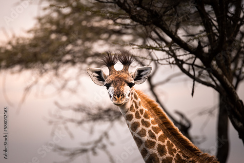 A close-up of a wild baby Maasai Giraffe in the savannah in the Serengeti National Park  Tanzania  Africa