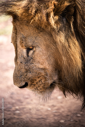 Fototapeta Naklejka Na Ścianę i Meble -  Close up of a wild majestic male lion with big mane, simba, in the savannah in the Serengeti National Park, Tanzania, Africa
