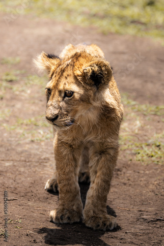 Wild cute lion cub, simba, walking in the savanna on a game drive in the Serengeti National Park, Tanzania, Africa