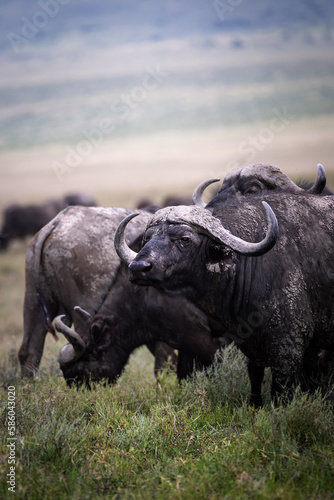 Close up of wild large african buffaloes  cape buffaloes  with a herd in the background in the savannah in the Serengeti National Park  Tanzania  Africa