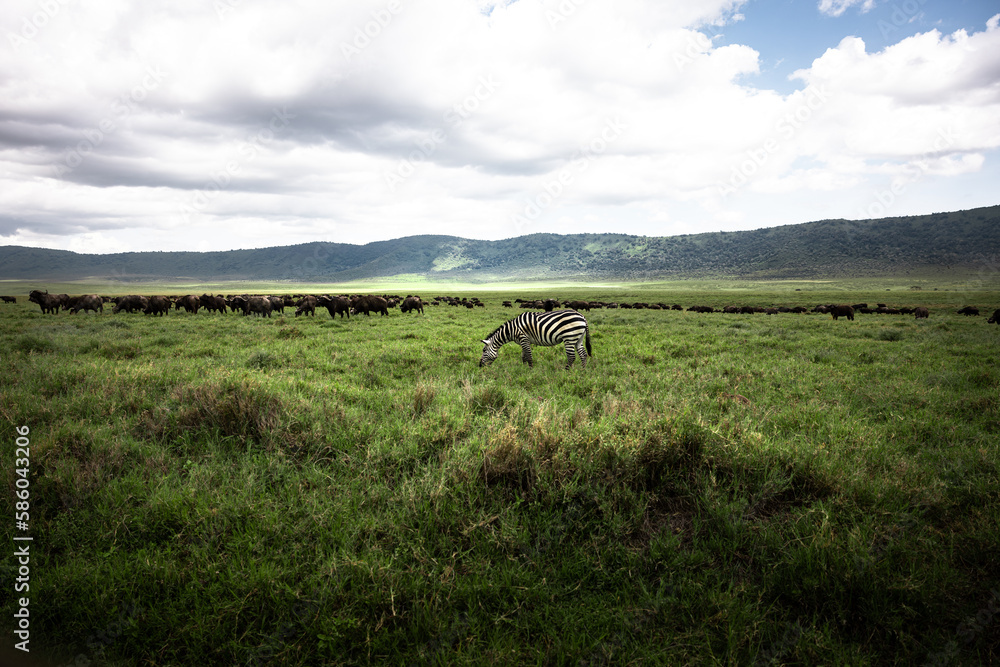 Lonely zebra graze in front of a herd of wild wildebeest, gnus, in the savannah in the Serengeti National Park, Tanzania, Africa Lonely zebra graze in front of a herd of wild wildebeest, gnus, in the savannah in the Serengeti National Park, Tanzania, Africa