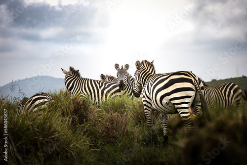 Herd of wild zebra in the savannah in the Serengeti National Park  Tanzania  Africa