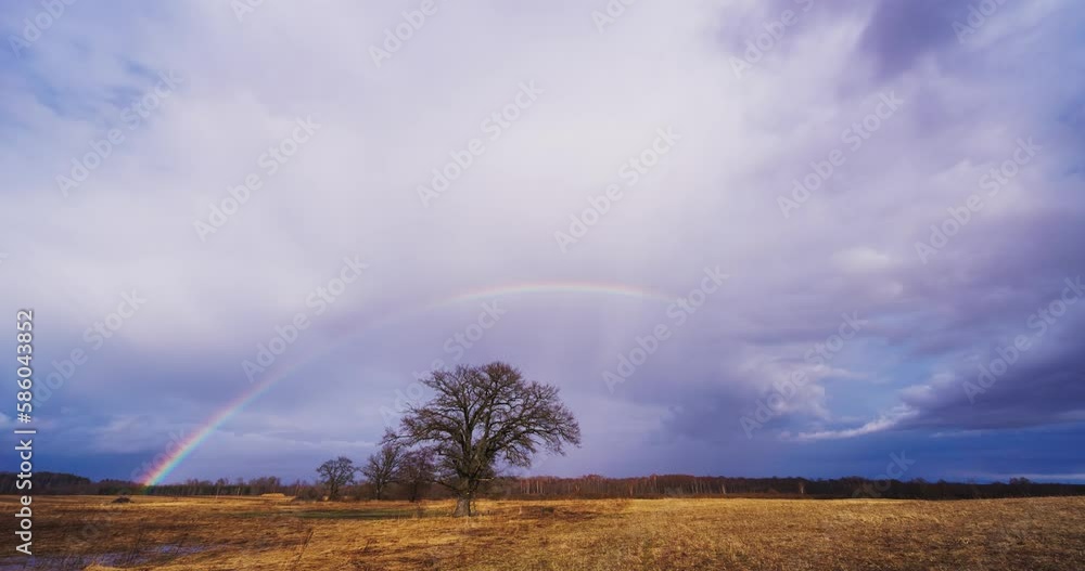 Colorful landscape with rainbow over oak tree Colorful landscape with rainbow over oak tree