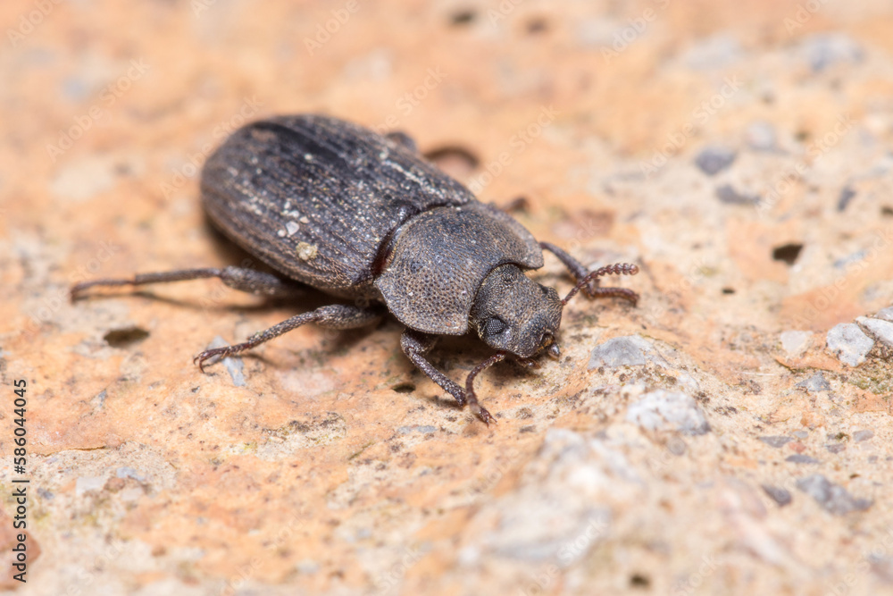 Scleron armatum beetle walking on a rock on a sunny day Scleron armatum beetle walking on a rock on a sunny day