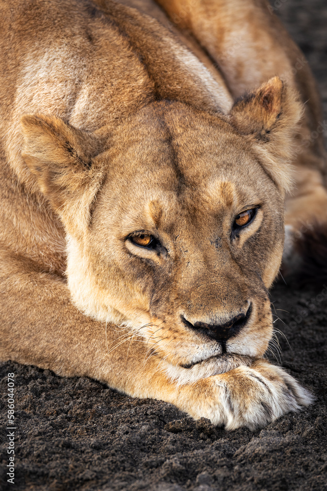 Fototapeta premium Wild majestic lioness rests, simba, in the savannah in the Serengeti National Park, Tanzania, Africa