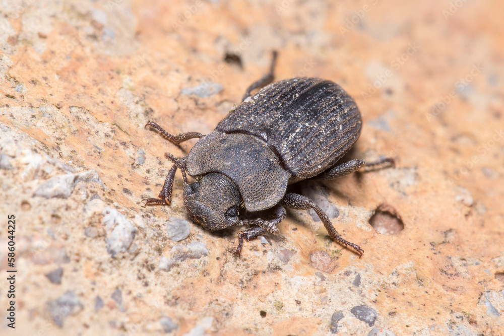 Scleron armatum beetle walking on a rock on a sunny day Scleron armatum beetle walking on a rock on a sunny day