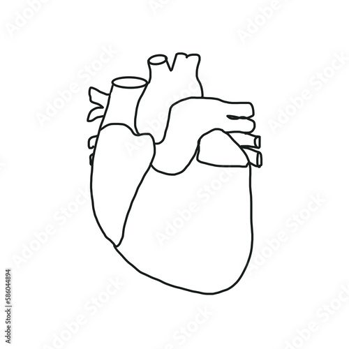 heart anatomy biology medical hand drawn doodle organic line