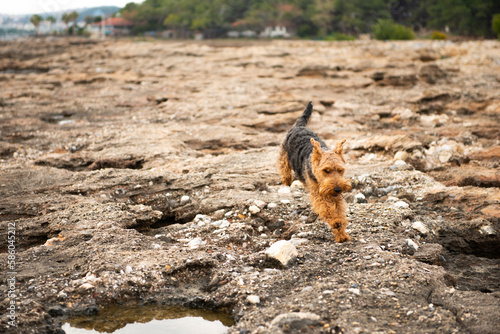 Portrait of welsh terrier dog jumping by stones during the walk at seacoast