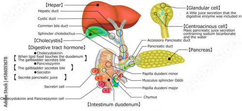 胆道　胆管　胆嚢　イラスト photo