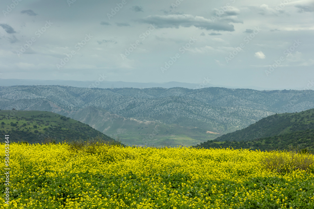 Mustard is blooming in Israel, Jordan is visible behind the mountains. The road to the Meitsar waterfall