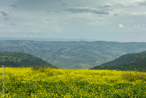 Mustard is blooming in Israel  Jordan is visible behind the mountains. The road to the Meitsar waterfall
