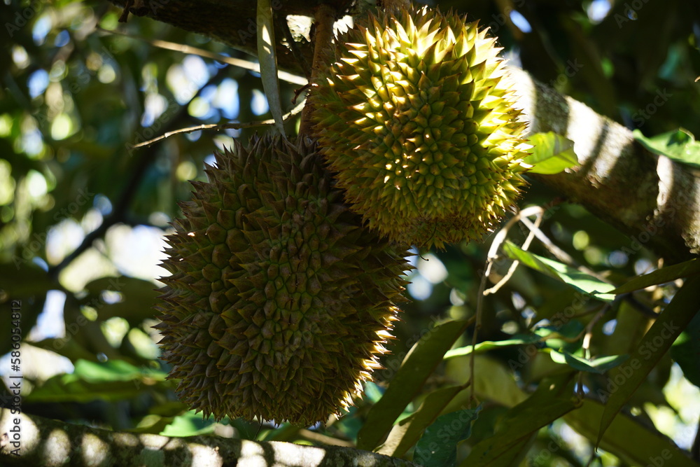 Green durian on the tree. Durian is one of the exotic fruit from East Asia. This fruit has strong aroma, some people like it and some do not Green durian on the tree. Durian is one of the exotic fruit from East Asia. This fruit has strong aroma, some people like it and some do not
