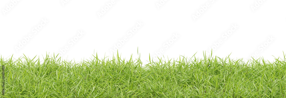 Grass plant on transparent background, nature meadow, 3d render illustration. Grass plant on transparent background, nature meadow, 3d render illustration.