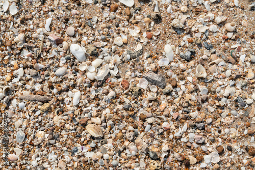 Small seashell texture background on the beach.