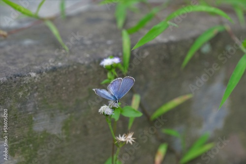 Little butterfly , palos verdes blue hanging on chickweed. Kupu kupu biru photo