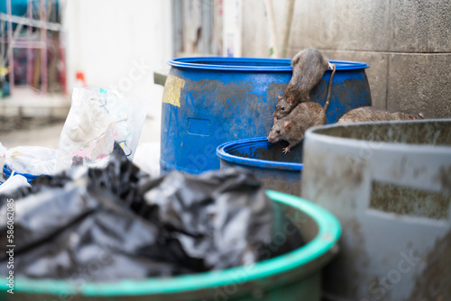 Fototapeta Naklejka Na Ścianę i Meble -  Rats are in the trash to eat. Stinky and damp. Selective focus