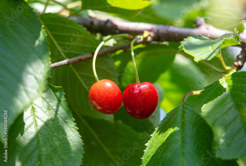 Red cherry on a tree branch in nature. Close-up.