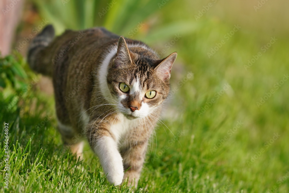 Portrait of a funny colorful cat with big eyes.  A tabby cat is walking in the grass directly towards the lens.