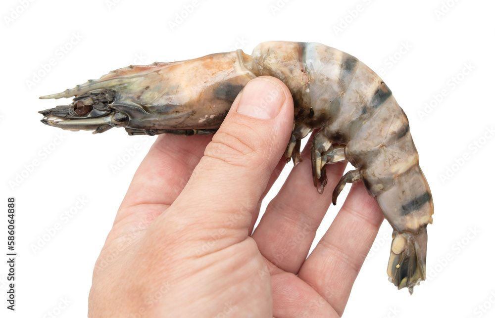 King prawn in hand isolated on white background.