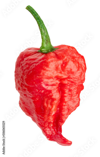 Cuadro en lienzo Carolina Reaper pepper or Capsicum chinense fruit isolated