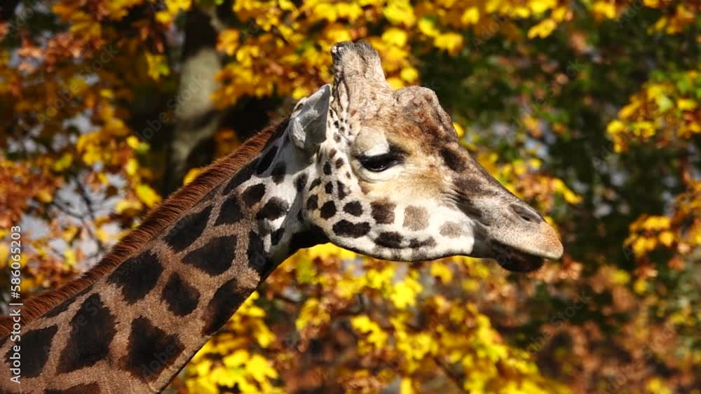 giraffe close up or portrait in the wild. slow motion giraffe close up or portrait in the wild. slow motion