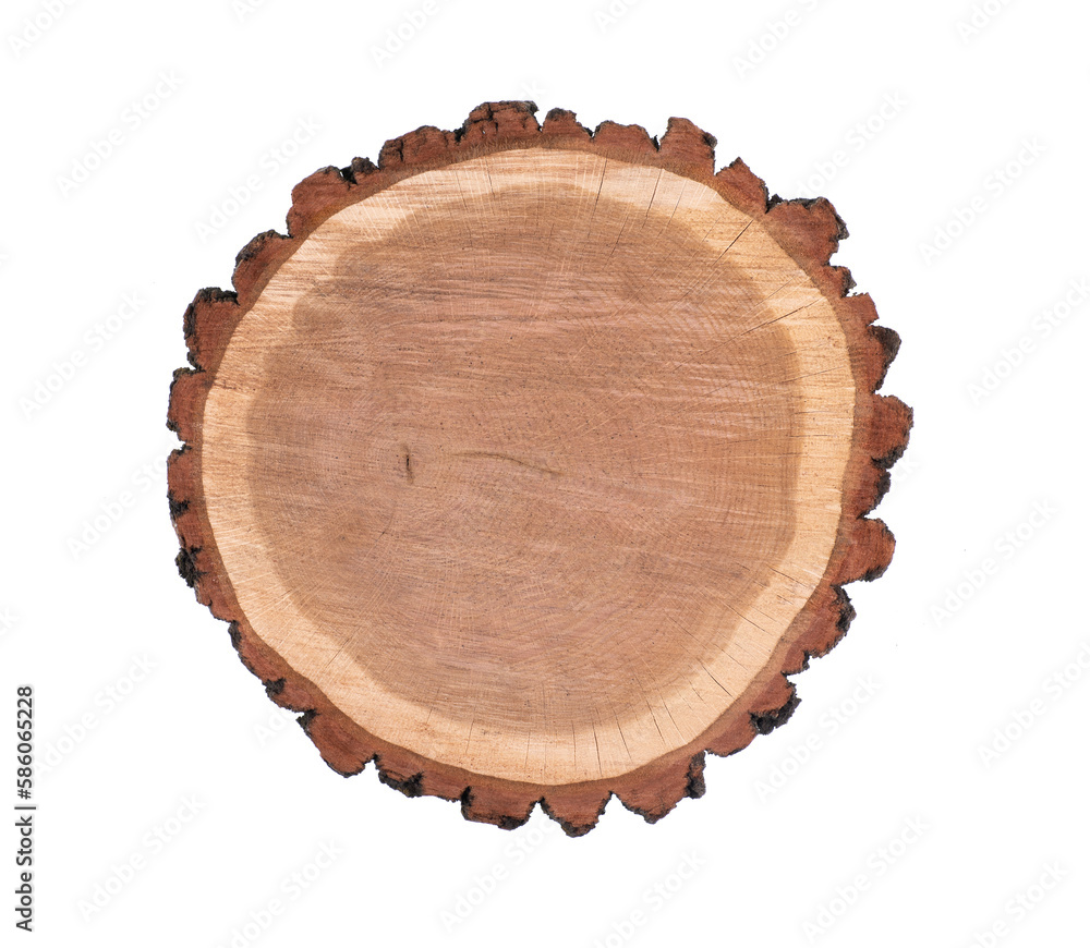 cut tree with annual rings isolated on white background